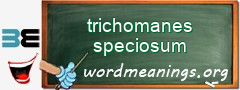 WordMeaning blackboard for trichomanes speciosum